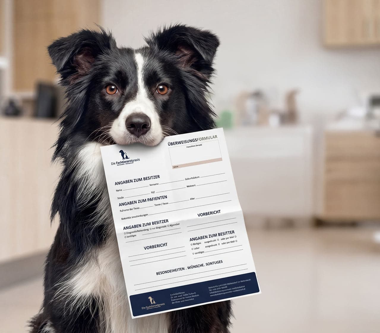 Border Collie hält das ausgefüllte Überweisungsformular der Praxis im Maul