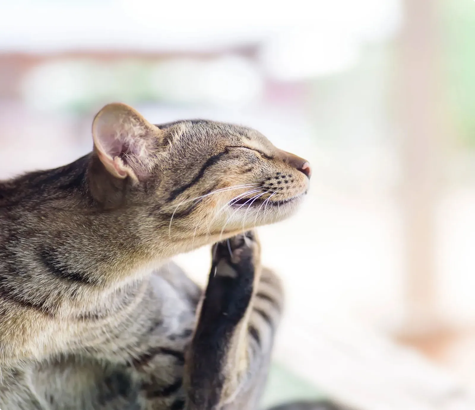 Katze kratzt sich mit der Hinterpfote am Kopf