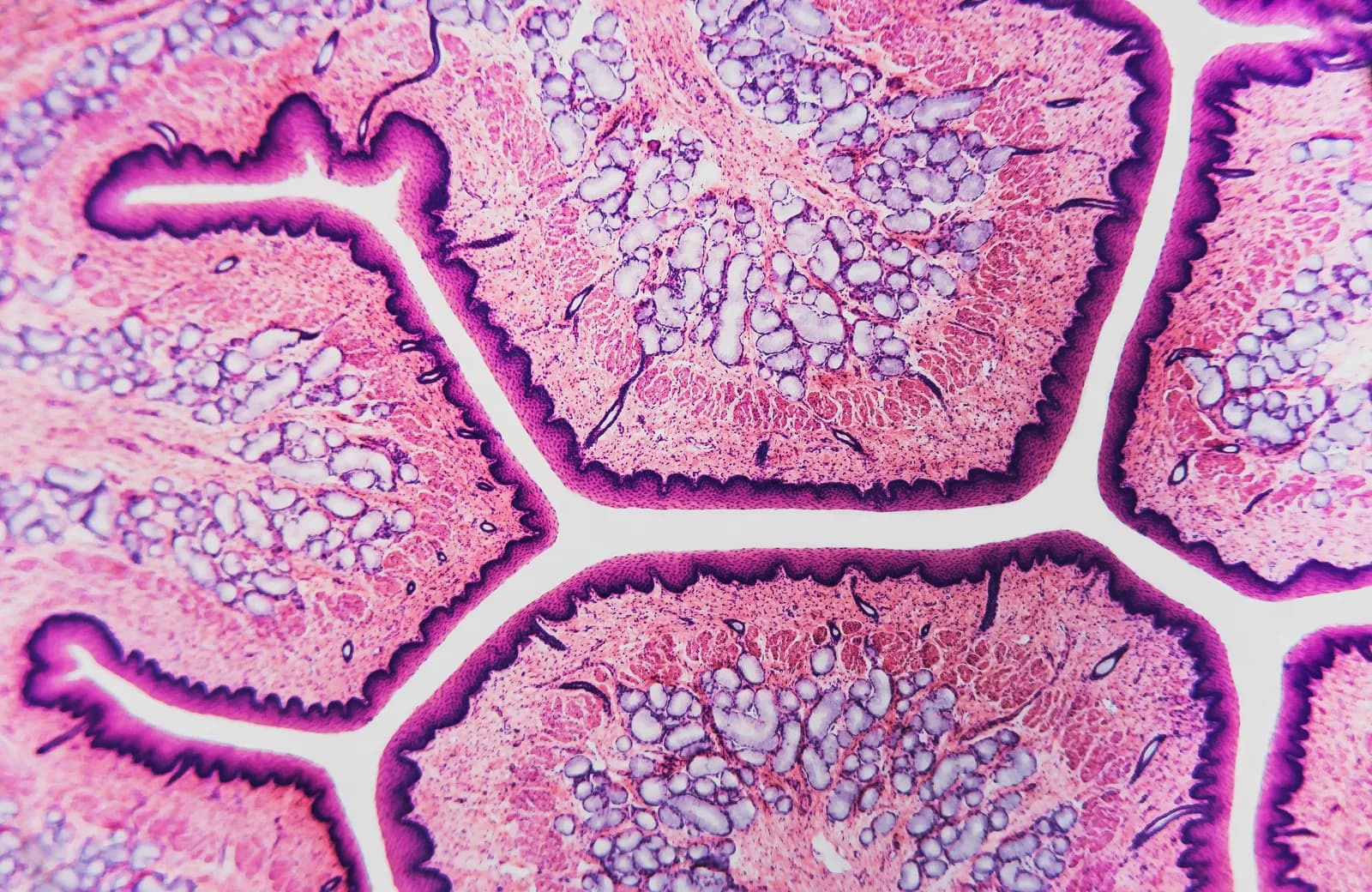 Histologisches Präparat unter dem Mikroskop