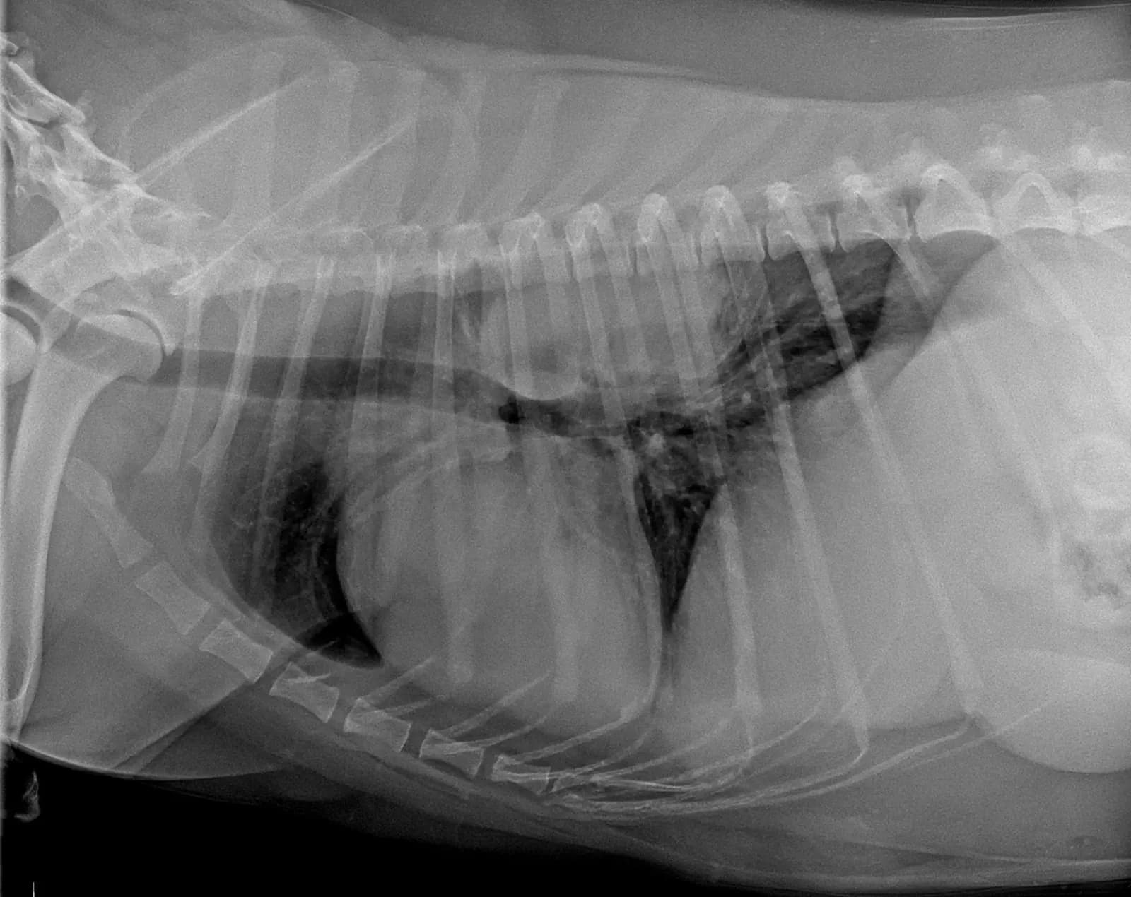 Röntgenaufnahme des Brustkorbs eines Hundes