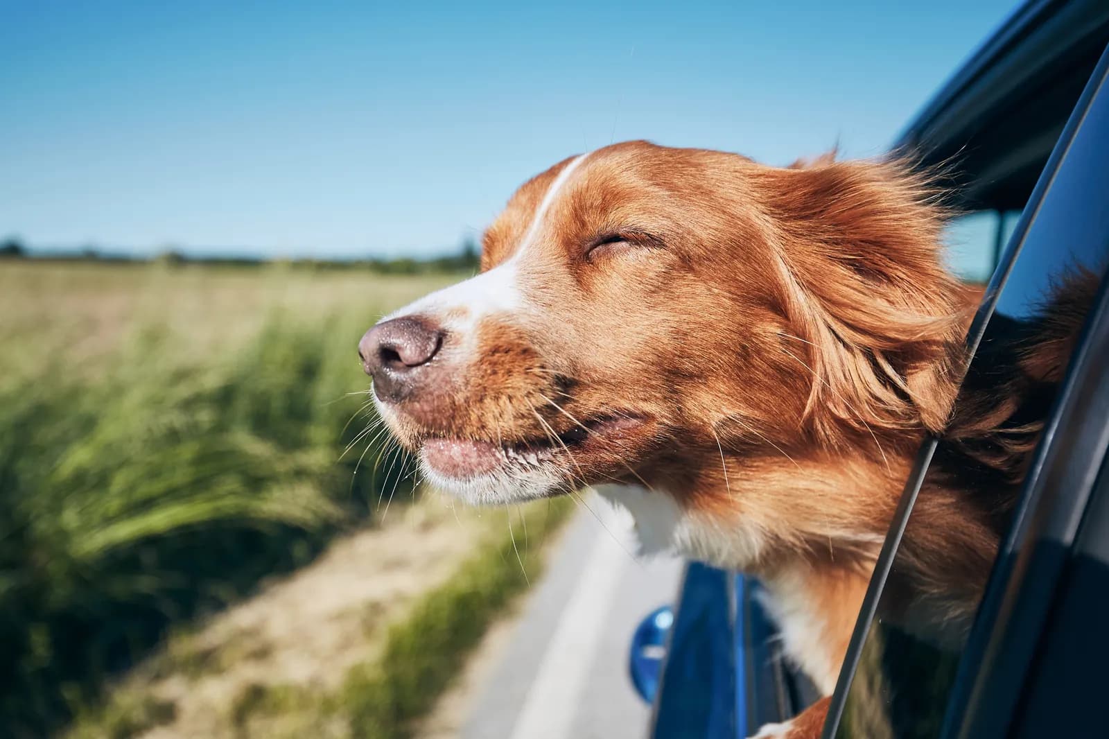 Hund schaut mit wehenden Ohren aus dem Autofenster