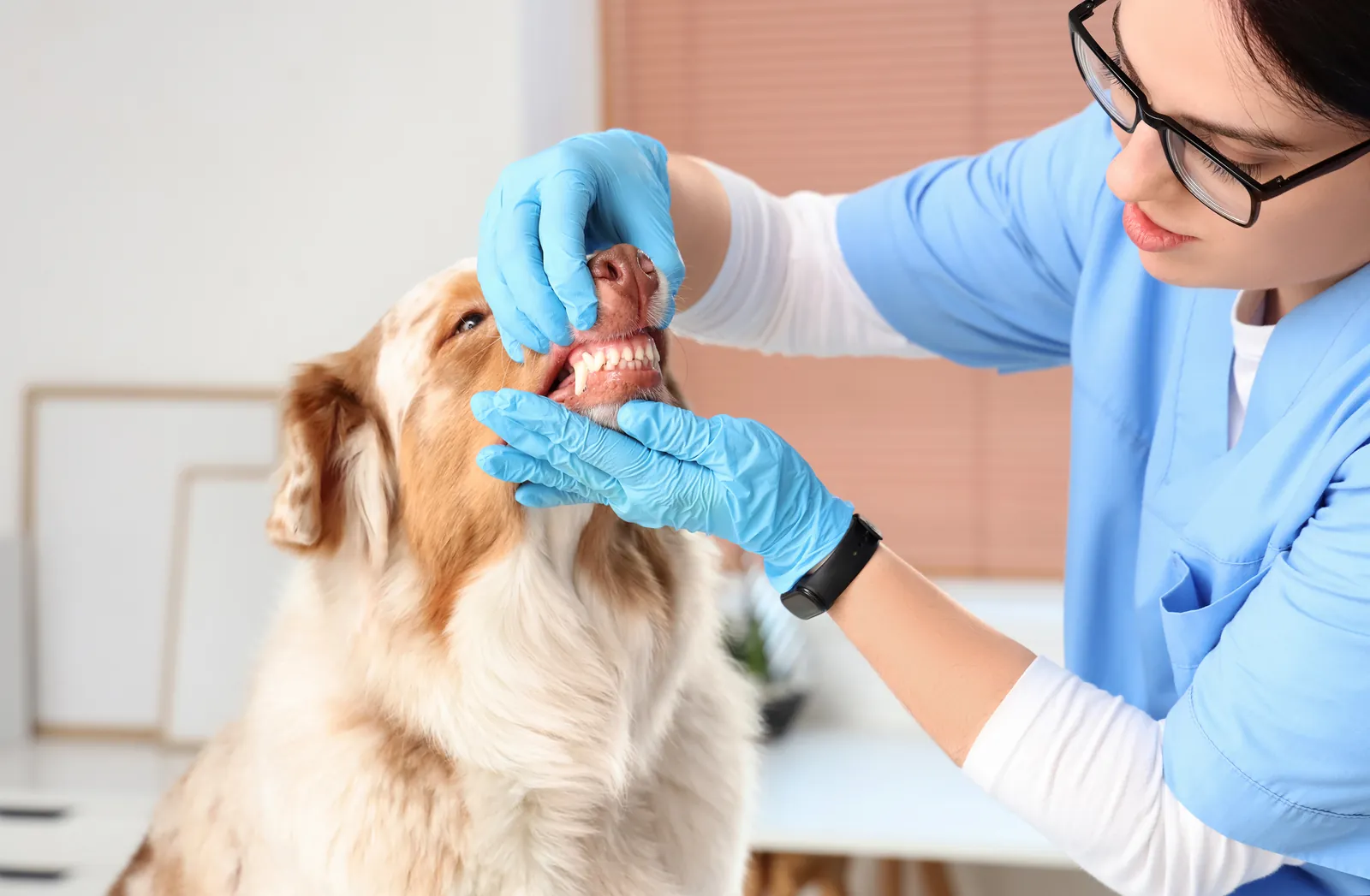 Tierärztin kontrolliert die Zähne eines Hundes